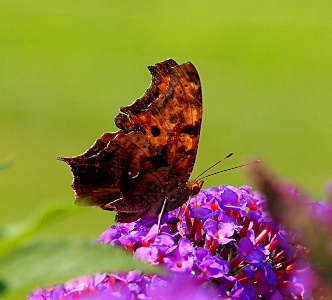 [Butterfly on a grouping of small purple flowers. It wings are variagated shades of brown except for a white dot with a white comma beside it.]